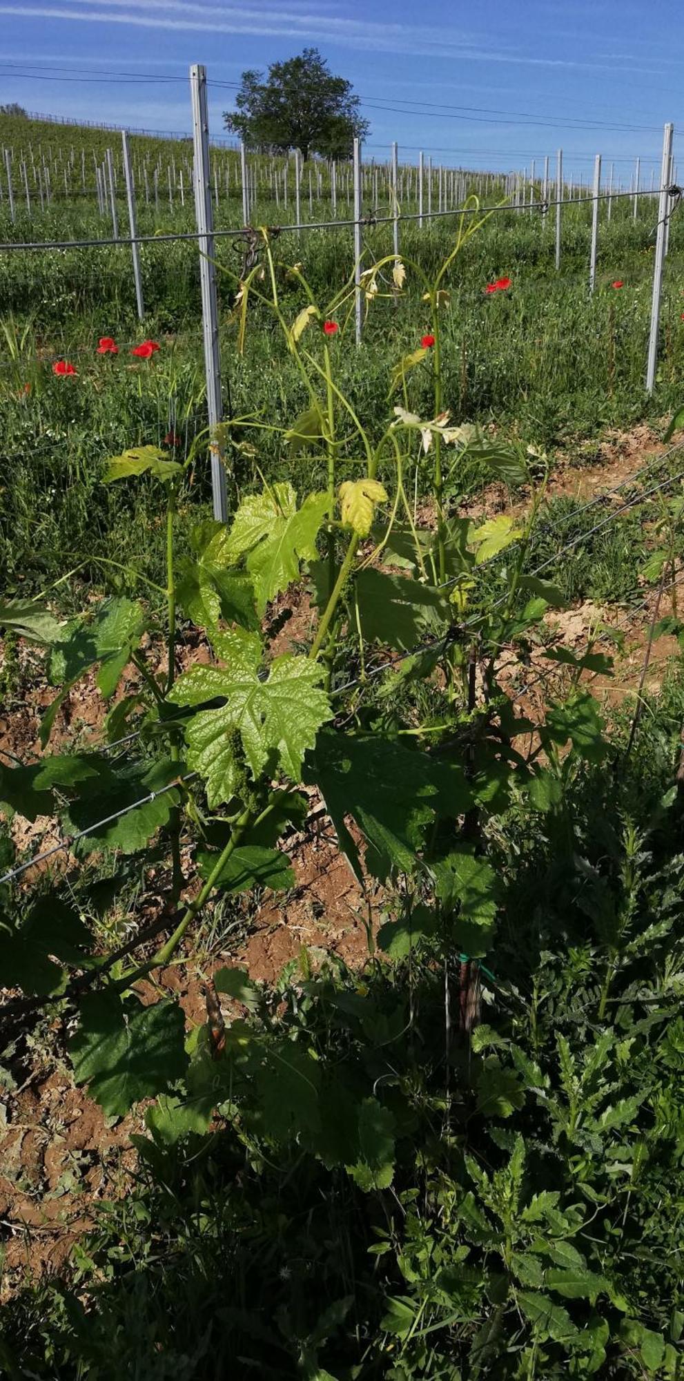 La Giribaldina Winery & Farmhouse Calamandrana Exterior photo